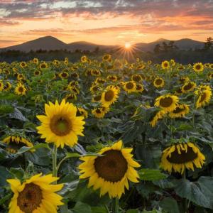 Darylann Leonard's "Field of Glory" is among the images in this year's Maine Photographers Showcase at BRAF. Courtesy of the venue Darylann Leonard's "Field of Glory."