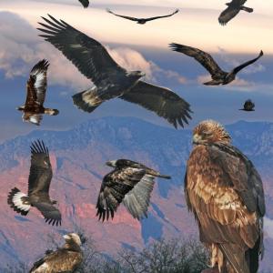 You will see from this page of photos of different ages of golden eagles from the Crossley ID Guide to Eastern Birds that golden eagles can look a lot like immature bald eagles, which are much more common here in Maine. Check out this field guide or another to learn how to best tell them apart. (Image by Richard Crossley courtesy of Wikimedia Commons.)