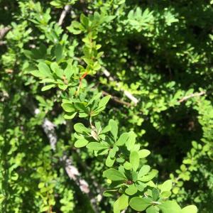Japanese barberry (Berberis thunbergii). Courtesy of Louisa Crane