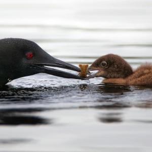 Adult loon feeding a chick. Keith Carver photo Adult loon feeding a chick. Keith Carver photo