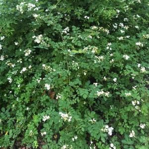 Multiflora rose (Rosa multiflora). Courtesy of Louisa Crane