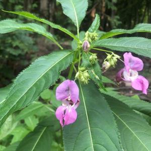 Ornamental jewelweed (Impatiens glandulifera). Courtesy of Louisa Crane