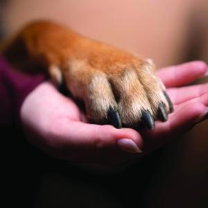 Keeping cherished pets safe in and around a home is no small task.