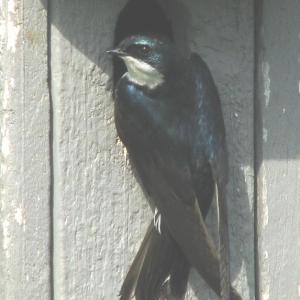 The green of the adult tree swallow has more bluish tones. Courtesy of Jeff Wells