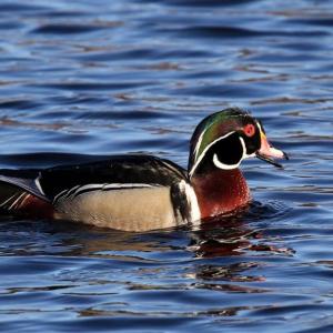 Wood ducks have begun returning for the breeding season, showing off their bounty of beautiful colors, including the green on their heads. Courtesy of Dave Small