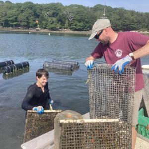 Research Scientist Robin Sleith helps out during a tour with Maine Oyster Company, a leading aquaculture business in the state that also opened their dock to the Maine-eDNA team for sampling. Credit: Sydney Greenlee