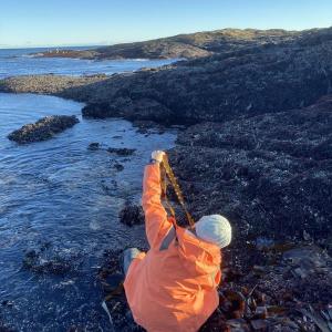 Senior Research Associate Brittney Honisch collects kelp for research supported by the Builders Initiative. Credit: Robin Sleith