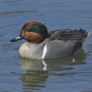 The green in the wing of the male green-winged teal may not always be visible, but the green patch in the rufous head is always striking. Courtesy of Mykola Swarnyk, courtesy of Wikimedia Commons
The green in the wing of the male green-winged teal may not always be visible, but the green patch in the rufous head is always striking. Courtesy of Mykola Swarnyk, courtesy of Wikimedia Commons