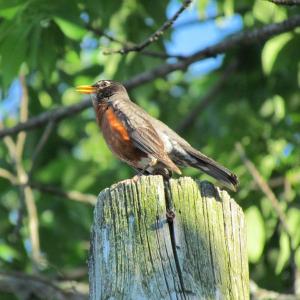 During a pre-dawn start to the day, the American robin was the only bird singing. By the time the sun rose, there was a symphony of bird song. (Photo courtesy of Jeff Wells)
