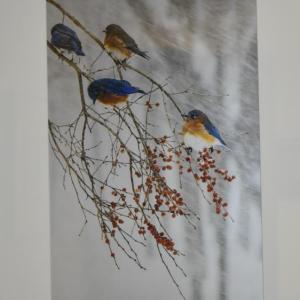 Anne Post Poole: "Bluebird Blizzard."