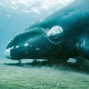 See "Coasts: Planet Earth III" April 27 at the Lincoln Theater. Photo courtesy of the BBC