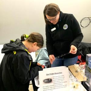 Gasps are heard at the owl pellet dissecting station. ISABELLE CURTIS/Boothbay Register