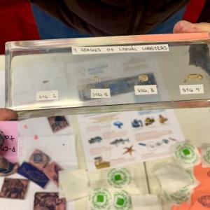 Scientists are working to implant stage 4 lobster larvae with tags to track local populations. ISABELLE CURTIS/Boothbay Register