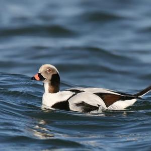 Some long-tailed ducks migrate from the Maine coast to the Nunavut Territory thousands of miles to the North in order to nest. The official adoption of the Nunavut Land Use Plan will be crucial to ensuring their breeding grounds remain intact and healthy. Photo by Wolfgang Wander, courtesy of Wikimedia Commons Some long-tailed ducks migrate from the Maine coast to the Nunavut Territory thousands of miles to the North in order to nest. The official adoption of the Nunavut Land Use Plan will be crucial to ensuring their breeding grounds remain intact and healthy. (Photo by Wolfgang Wander, courtesy of Wikimedia Commons.)