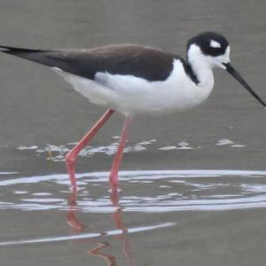 Black-neck stilts are birds of shallow wetlands where they feed on small invertebrates. Courtesy of Ed Flanders