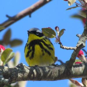 Migrant birds were still flitting through Maine's parks and neighborhoods this Memorial Day weekend. Birds like this magnolia warbler that was finding sustenance in the authors' crab apple tree. Courtesy of Jeff Wells