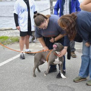 Bleu the dog hypes up attendees before the event. ISABELLE CURTIS/Boothbay Register
