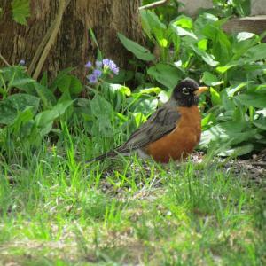 During the breeding season, American robins are one of the first birds to begin singing each morning, often breaking into song when it's still quite dark. (Photo courtesy of Jeff Wells)