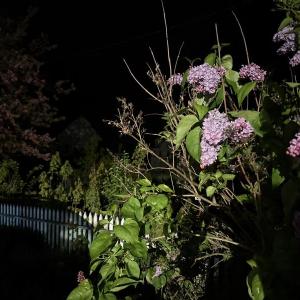Lilacs glowing in the night provided the perfect backdrop for the authors as they sat on their porch listening as hundreds, maybe thousands of birds migrated overhead from their southern wintering grounds to their breeding areas in the North. Courtesy of Jeff Wells Lilacs glowing in the night provided the perfect backdrop for the authors as they sat on their porch listening as hundreds, maybe thousands of birds migrated overhead from their southern wintering grounds to their breeding areas in the North. Courtesy of Jeff Wells