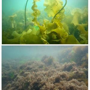 Dive images show the habitat differences between a kelp-dominated reef (top) compared to a turf-dominated reef (bottom). Researchers documented how kelp forests along large swaths of the Maine coast have collapsed and turf algae has proliferated in their absence. Courtesy Shane Farrell