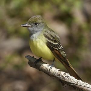 Despite the name, great crested flycatchers don't have a prominent crest. But the bright yellow belly, rufous tail, wingbars, and gray throat are distinctive. Photo by Mykola Swarnyk, courtesy of Wikimedia Commons Despite the name, great crested flycatchers don't have a prominent crest. But the bright yellow belly, rufous tail, wingbars, and gray throat are distinctive. Photo by Mykola Swarnyk, courtesy of Wikimedia Commons