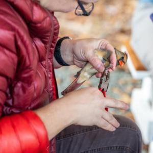 For more than 100 years, thousands of people have been affixing simple bands to the legs of birds in order to understand more about bird movements and answer other questions about their biology. Here, a bird bander is banding a northern cardinal. Courtesy of USGS For more than 100 years, thousands of people have been affixing simple bands to the legs of birds in order to understand more about bird movements and answer other questions about their biology. Here, a bird bander is banding a northern cardinal. (Photo USGS)