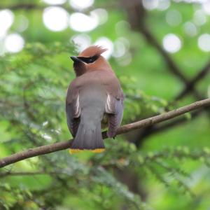 This cedar waxwing enthralled the authors during a recent birding adventure at Harrison Avenue Nature Trail in Gardiner. It's lack of red, waxy tips in the wing probably indicates that it's a younger-aged bird. (Photo courtesy of Jeff Wells)
