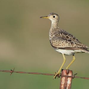 Upland sandpipers, a bird of open grasslands, will sometimes perch on human-made structures like fences as well as on bushes and shrubs, making it easy to see their mottled plumage, long bill and legs, and large, dark eye. Photo by Wild Return, courtesy Wikimedia Commons Upland sandpipers, a bird of open grasslands, will sometimes perch on human-made structures like fences as well as on bushes and shrubs, making it easy to see their mottled plumage, long bill and legs, and large, dark eye. (Photo by Wild Return, courtesy Wikipedia Commons)