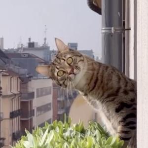 Don't miss Cat VideoFest 2025 at the Lincoln Theater Aug. 9 and 10, 13 and 14. Photo courtesy of Oscilloscope