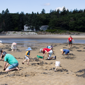 Clam digging