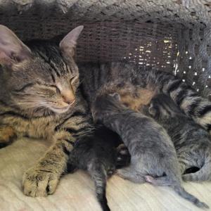 Mamma Mia and babies. Jess Townsend, Midcoast Humane
