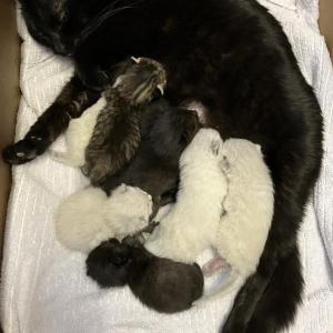 Pepper nursing 2-week-old kittens. Courtesy of Jess Townsend