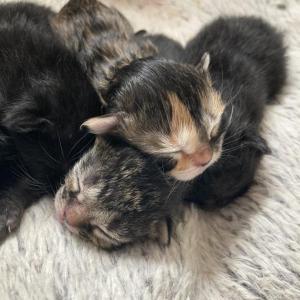Courtesy of Jess Townsend, Midcoast Humane