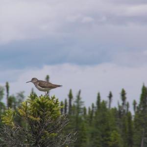On the breeding grounds in the Boreal Forest region of Canada and Alaska, the solitary sandpiper can be found in and near peatlands and shores of lakes and ponds. The bird in this photograph certainly had a nest somewhere nearby. Photo by Peuple Loup, courtesy of Wikimedia Commons On the breeding grounds in the Boreal Forest region of Canada and Alaska, the solitary sandpiper can be found in and near peatlands and shores of lakes and ponds. The bird in this photograph certainly had a nest somewhere nearby. Photo by Peuple Loup, courtesy of Wikimedia Commons