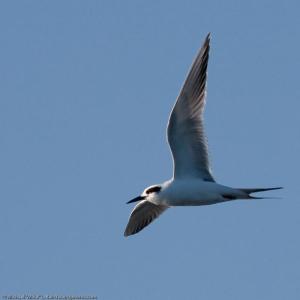 Though not "hurricane birds," the authors saw several Forster's terns while watching hurricane surf at a southern Maine beach. Where the Forster’s terns come from that make their way to Maine in late summer is a mystery. Photo courtesy of Wikipedia Commons by Mike Baird Though not "hurricane birds," the authors saw several Forster's terns while watching hurricane surf at a southern Maine beach. Where the Forster’s terns come from that make their way to Maine in late summer is a mystery. Photo courtesy of Wikipedia Commons by Mike Baird