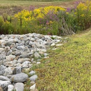 Purple loosestrife grows in water-rich areas, like shorelands and even human-made drainages. FRITZ FREUDENBERGER/Boothbay Register