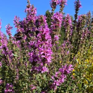 A close-up of purple loosestrife. FRITZ FREUDENBERGER/Boothbay Register