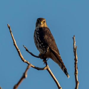 In the late 1970s and early 1980s, merlin populations had just begun to bounce back from declines as a result of DDT and other pesticides. Photo by Rhododendrites, courtesy of Wiki Commons
