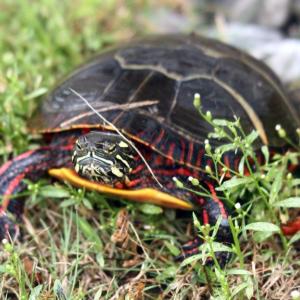 One perilous road crossing later, a painted turtle gets a photoshoot on the Register lawn. STEVE EDWARDS/Boothbay Register