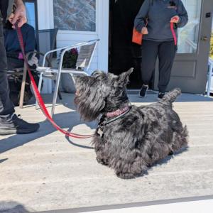 Scottish Terrier Club of New England