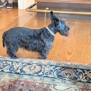 Scottish Terrier Club of New England