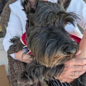 Scottish Terrier Club of New England