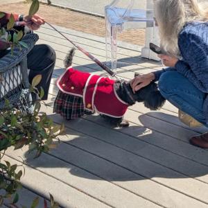 Scottish Terrier Club of New England