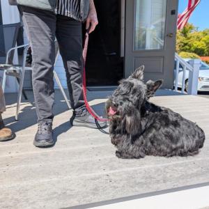 Scottish Terrier Club of New England