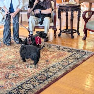 Scottish Terrier Club of New England