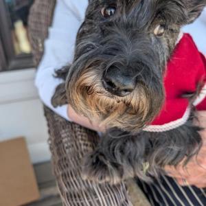 Scottish Terrier Club of New England