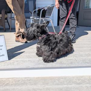 Scottish Terrier Club of New England