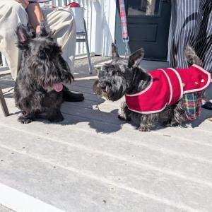 Scottish Terrier Club of New England
