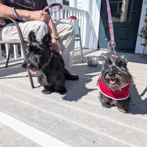 Scottish Terrier Club of New England