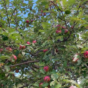 The orchard at Oak Point. Courtesy of Boothbay Region Land Trust Apples
